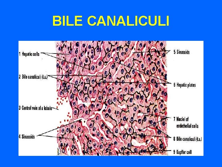 BILE CANALICULI 