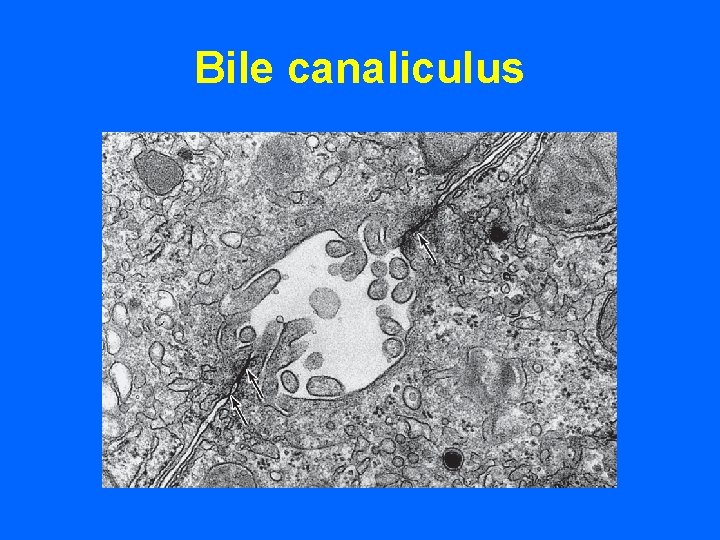 Bile canaliculus 