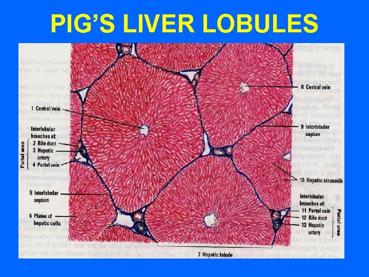 PIG’S LIVER LOBULES 