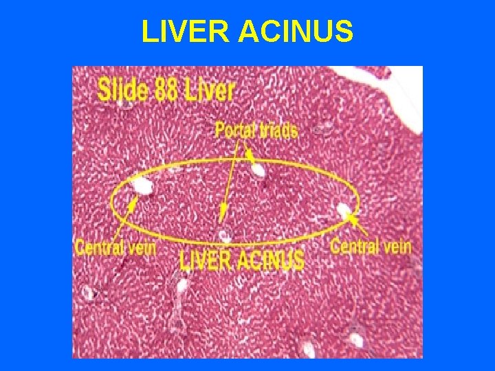 LIVER ACINUS 