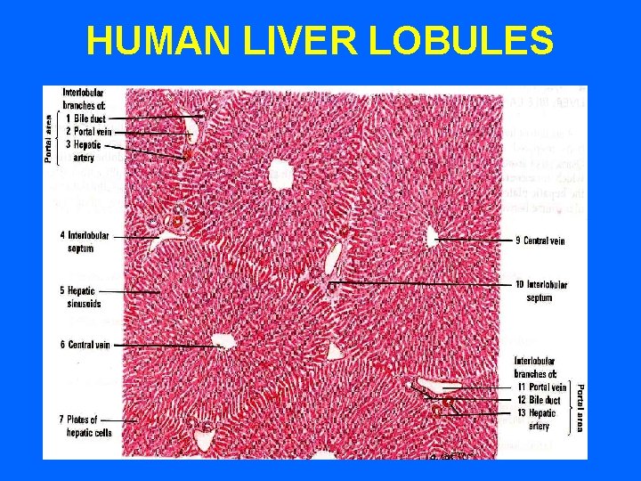 HUMAN LIVER LOBULES 