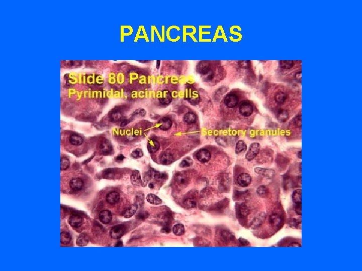 PANCREAS 