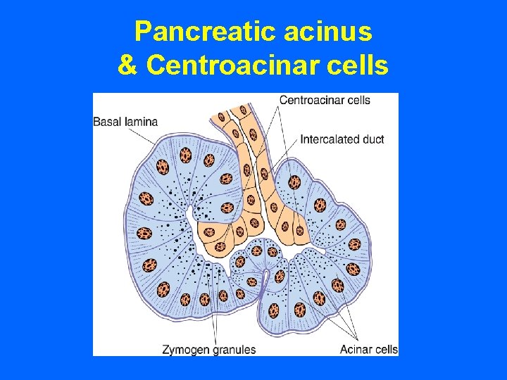 Pancreatic acinus & Centroacinar cells 