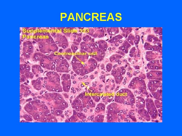 PANCREAS 