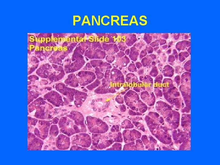 PANCREAS 