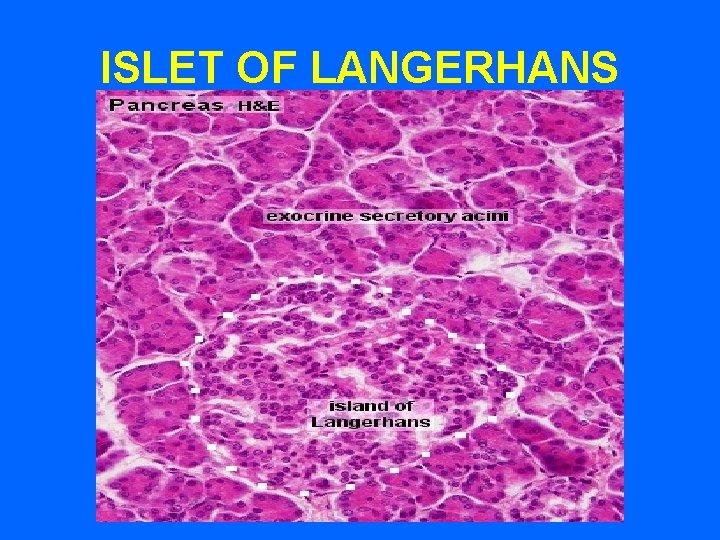 ISLET OF LANGERHANS 