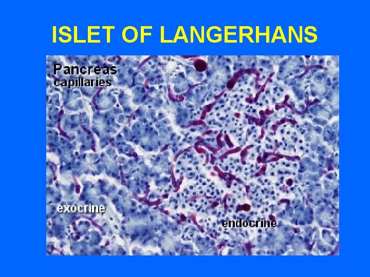ISLET OF LANGERHANS 