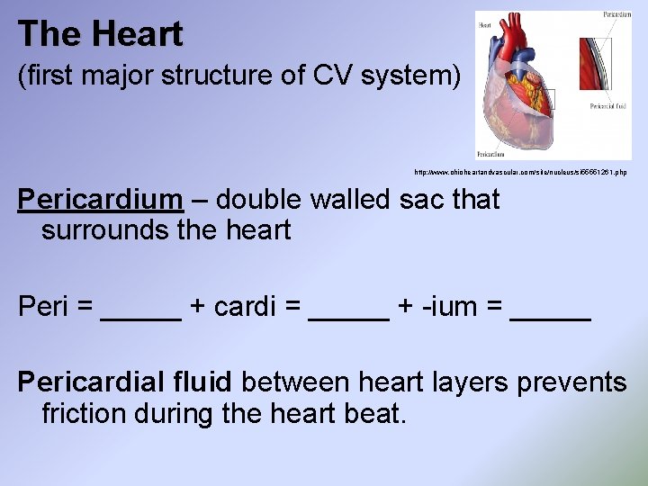 The Heart (first major structure of CV system) http: //www. ohioheartandvascular. com/site/nucleus/si 55551261. php