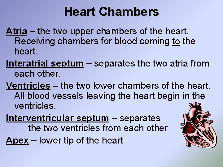 Heart Chambers Atria – the two upper chambers of the heart. Receiving chambers for