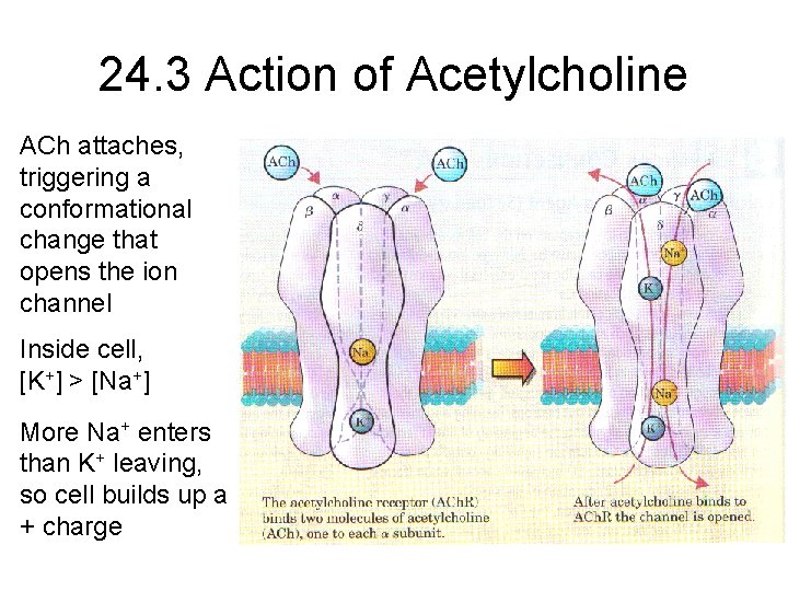 24. 3 Action of Acetylcholine ACh attaches, triggering a conformational change that opens the