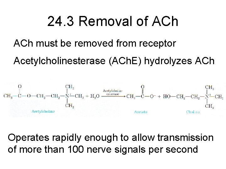 24. 3 Removal of ACh must be removed from receptor Acetylcholinesterase (ACh. E) hydrolyzes