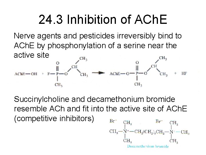 24. 3 Inhibition of ACh. E Nerve agents and pesticides irreversibly bind to ACh.