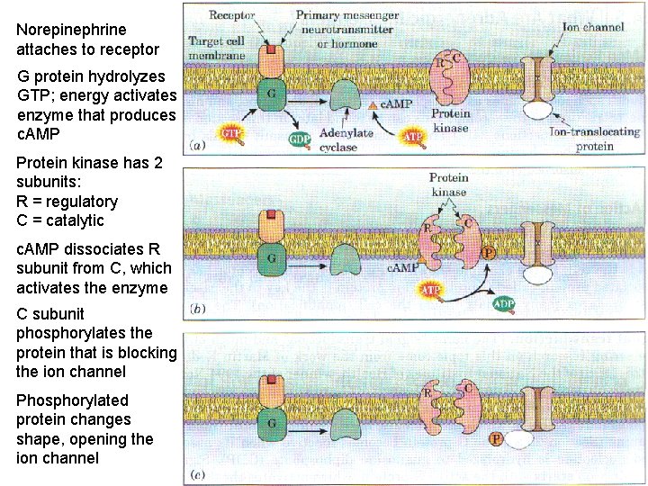 Norepinephrine attaches to receptor G protein hydrolyzes GTP; energy activates enzyme that produces c.