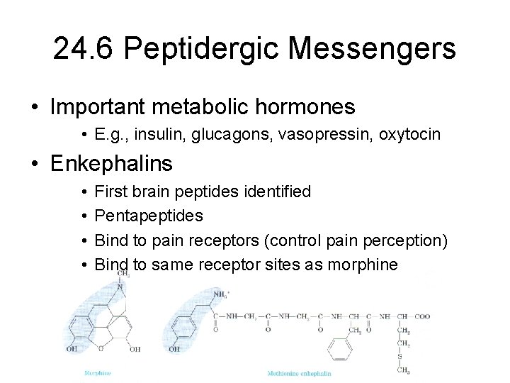 24. 6 Peptidergic Messengers • Important metabolic hormones • E. g. , insulin, glucagons,