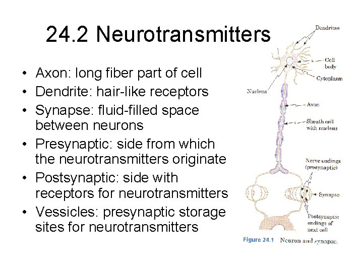 24. 2 Neurotransmitters • Axon: long fiber part of cell • Dendrite: hair-like receptors