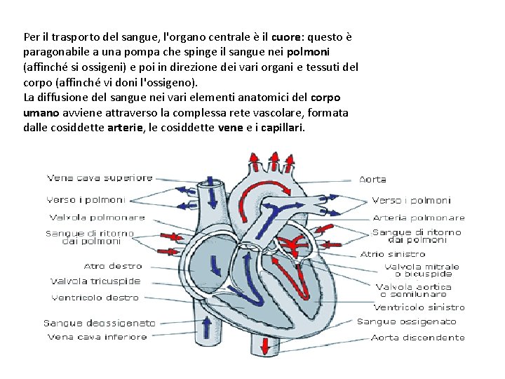 Per il trasporto del sangue, l'organo centrale è il cuore: questo è paragonabile a