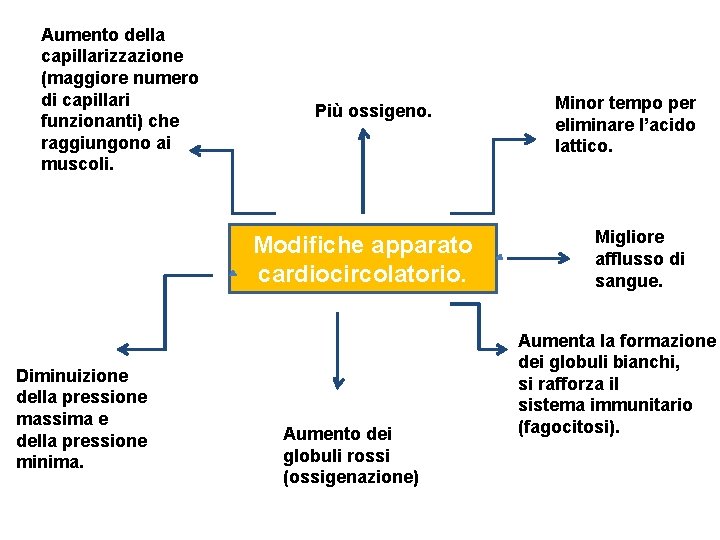 Aumento della capillarizzazione (maggiore numero di capillari funzionanti) che raggiungono ai muscoli. Più ossigeno.