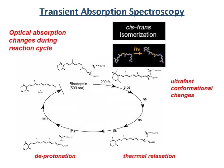 Transient Absorption Spectroscopy 