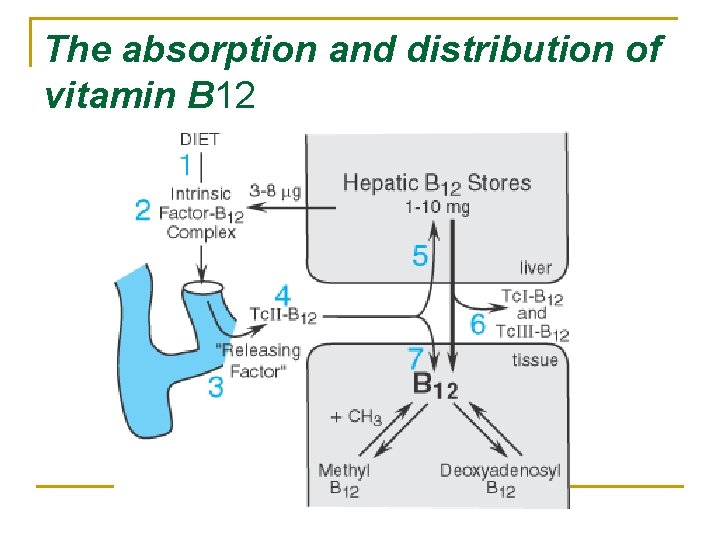 The absorption and distribution of vitamin B 12 