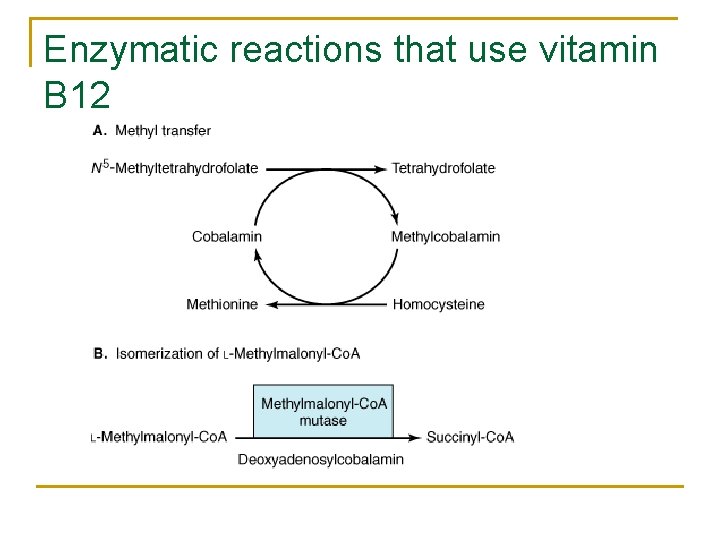 Enzymatic reactions that use vitamin B 12 