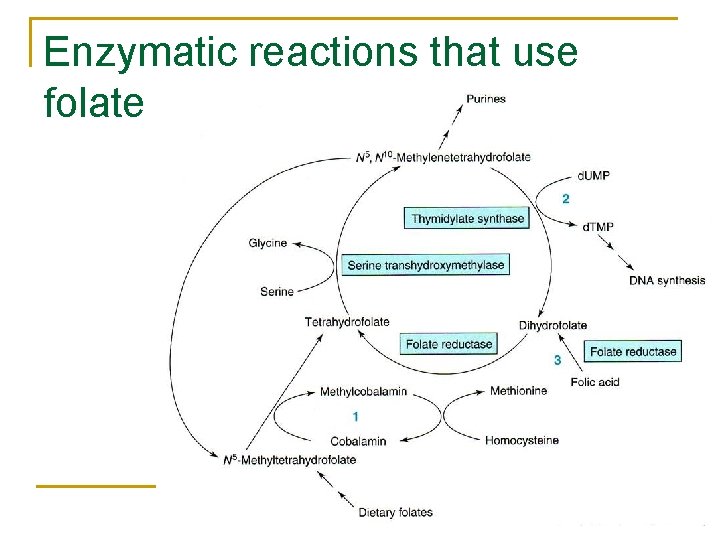 Enzymatic reactions that use folate 