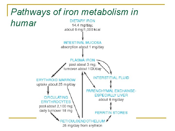 Pathways of iron metabolism in human beings 