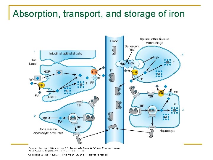 Absorption, transport, and storage of iron 