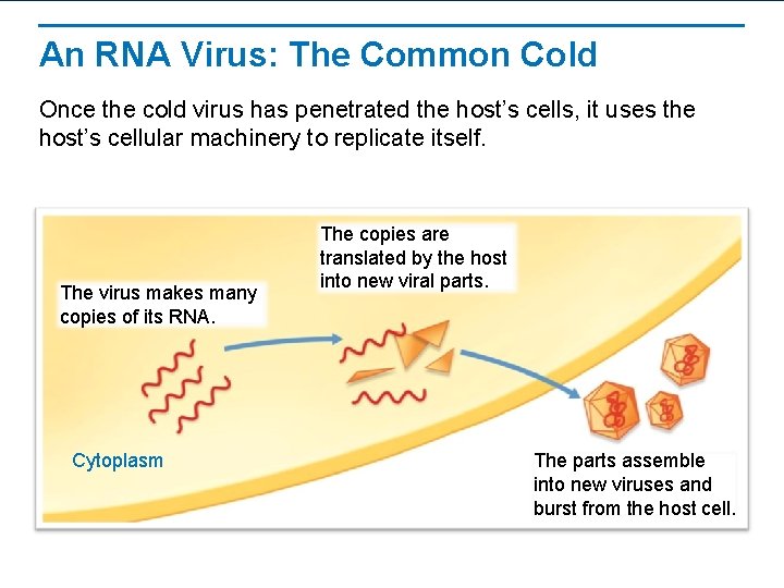 An RNA Virus: The Common Cold Once the cold virus has penetrated the host’s