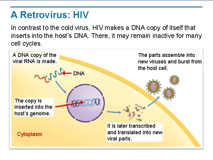 A Retrovirus: HIV In contrast to the cold virus, HIV makes a DNA copy