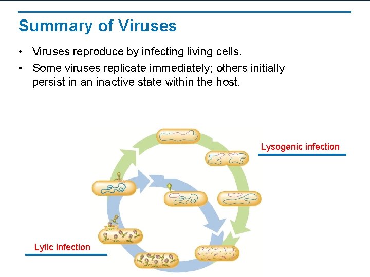 Summary of Viruses • Viruses reproduce by infecting living cells. • Some viruses replicate