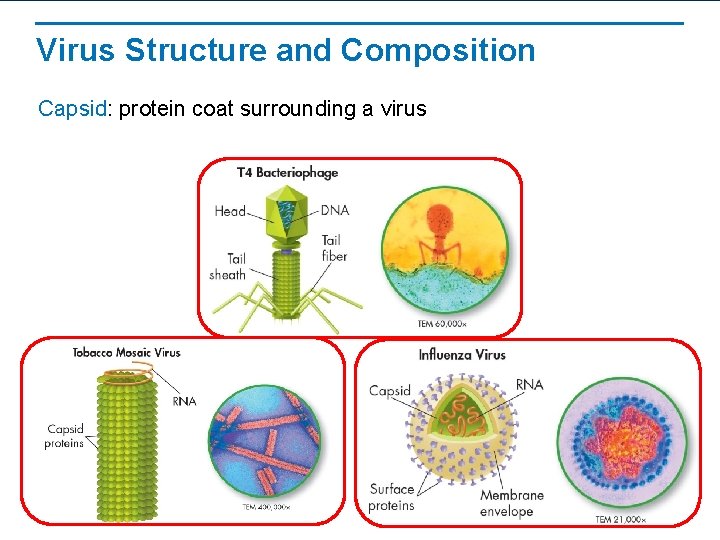 Virus Structure and Composition Capsid: protein coat surrounding a virus 