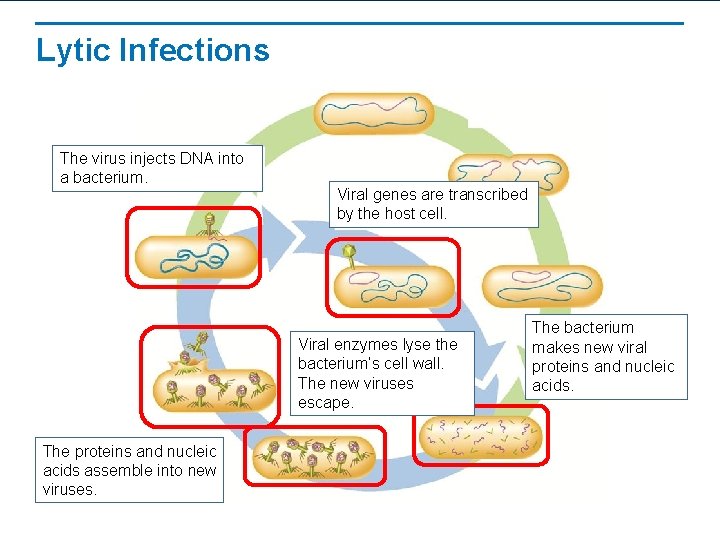 Lytic Infections The virus injects DNA into a bacterium. Viral genes are transcribed by