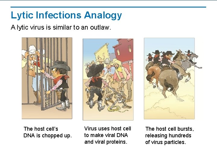 Lytic Infections Analogy A lytic virus is similar to an outlaw. The host cell’s