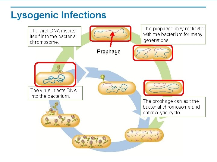 Lysogenic Infections The prophage may replicate with the bacterium for many generations. The viral