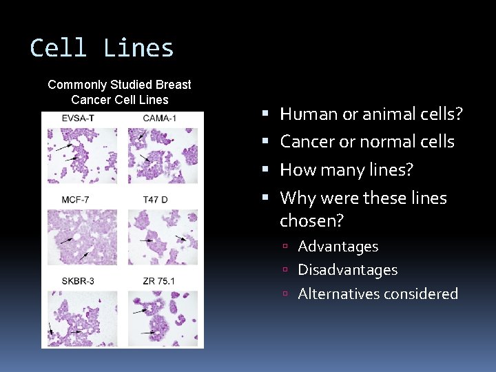 Cell Lines Commonly Studied Breast Cancer Cell Lines Human or animal cells? Cancer or