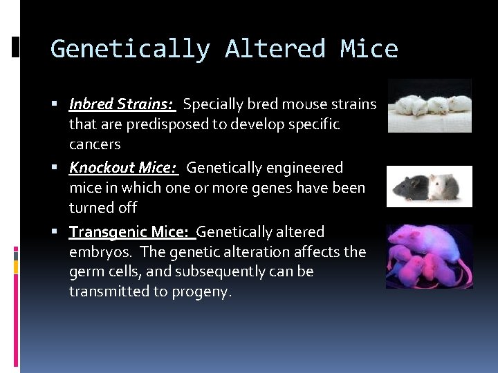 Genetically Altered Mice Inbred Strains: Specially bred mouse strains that are predisposed to develop