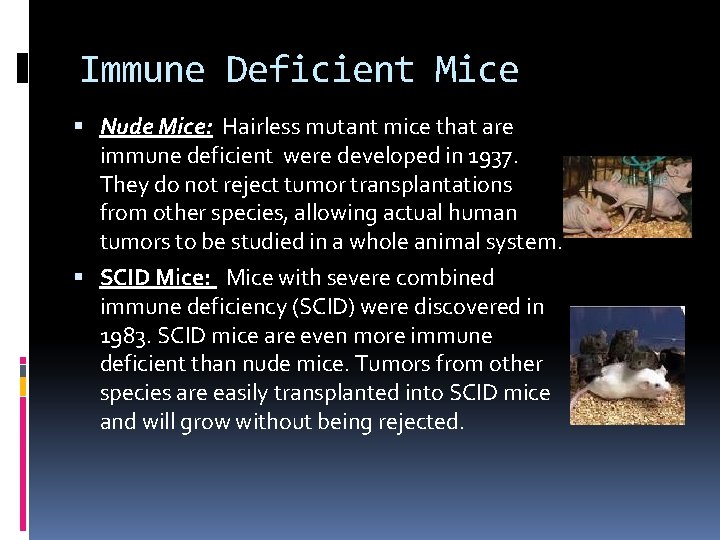 Immune Deficient Mice Nude Mice: Hairless mutant mice that are immune deficient were developed