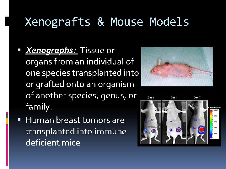 Xenografts & Mouse Models Xenographs: Tissue or organs from an individual of one species