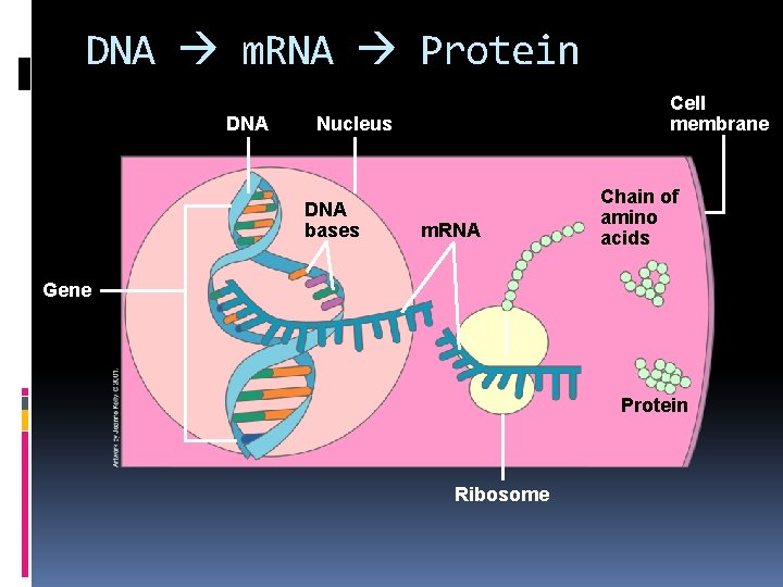 DNA m. RNA Protein DNA Cell membrane Nucleus DNA bases m. RNA Chain of