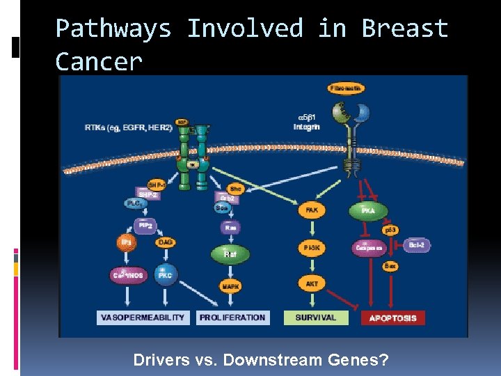 Pathways Involved in Breast Cancer Drivers vs. Downstream Genes? 