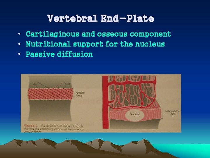 Vertebral End-Plate • Cartilaginous and osseous component • Nutritional support for the nucleus •