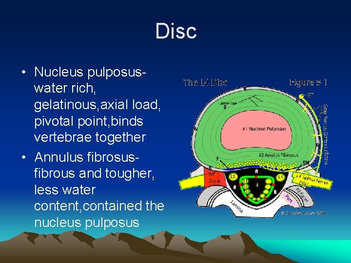 Disc • Nucleus pulposuswater rich, gelatinous, axial load, pivotal point, binds vertebrae together •