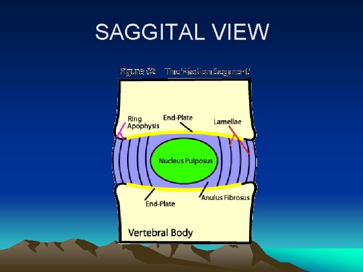 SAGGITAL VIEW 