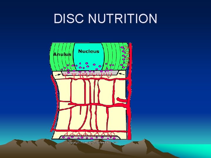 DISC NUTRITION 