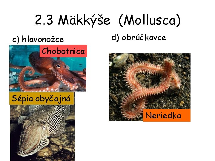 2. 3 Mäkkýše (Mollusca) c) hlavonožce Chobotnica d) obrúčkavce Sépia obyčajná Neriedka 