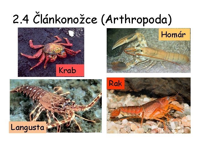 2. 4 Článkonožce (Arthropoda) Homár Krab Rak Langusta 