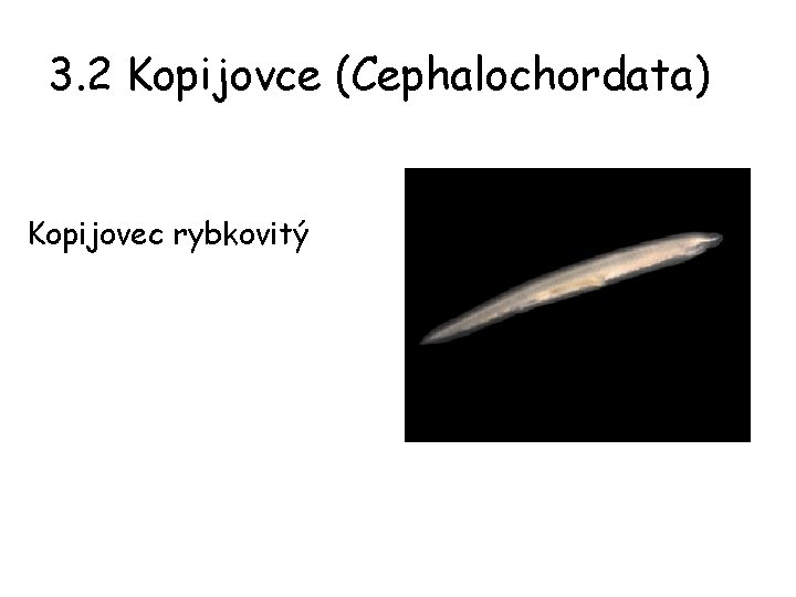 3. 2 Kopijovce (Cephalochordata) Kopijovec rybkovitý 