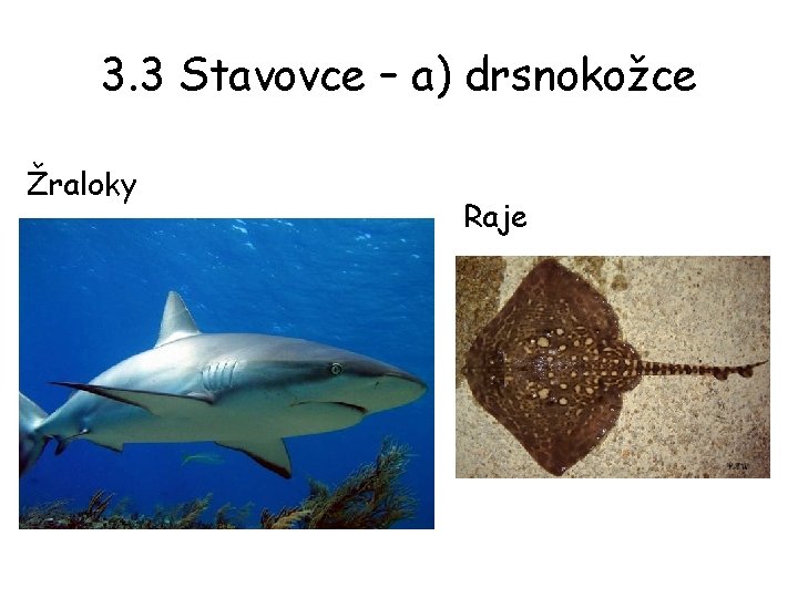 3. 3 Stavovce – a) drsnokožce Žraloky Raje 