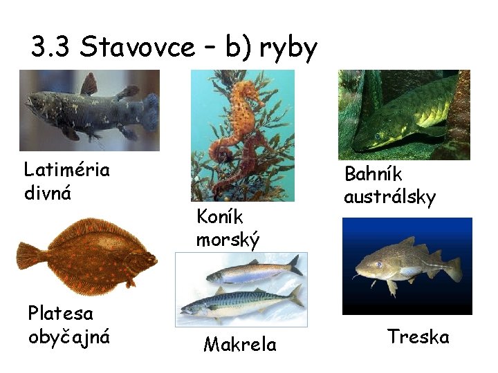 3. 3 Stavovce – b) ryby Latiméria divná Platesa obyčajná Koník morský Makrela Bahník