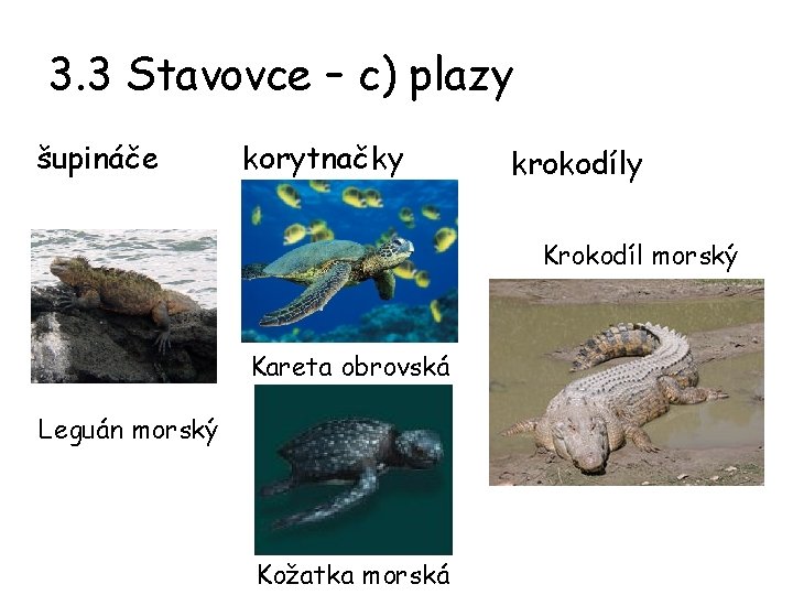 3. 3 Stavovce – c) plazy šupináče korytnačky krokodíly Krokodíl morský Kareta obrovská Leguán